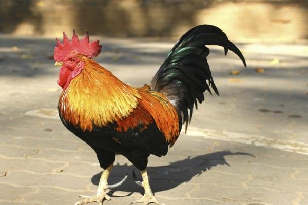 golden rooster