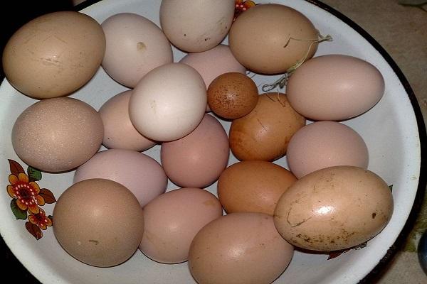 Por qué las gallinas a veces ponen huevos pequeños y cuál es la mejor manera de resolver el problema