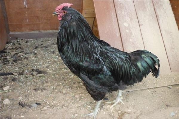 black cock