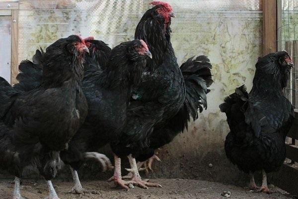 poulet au coq