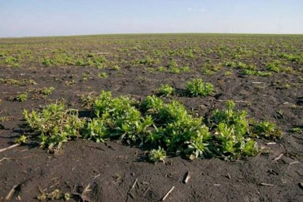 mauvaises herbes dans le champ