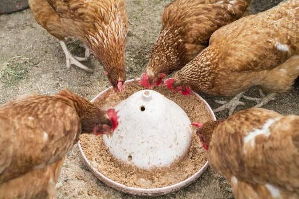 comederos para pájaros