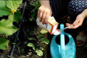 Peraturan untuk penggunaan soda terhadap rumpai di kebun dan langkah berjaga-jaga