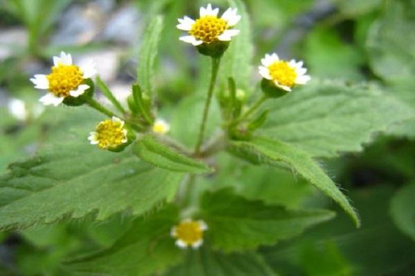 flowering plants