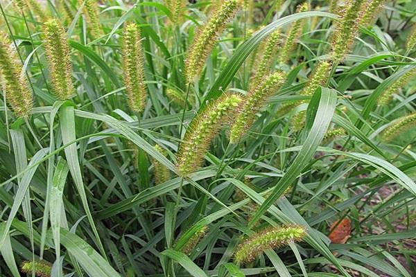 poils de mauvaises herbes