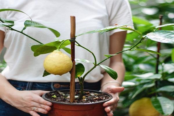 fruta en una olla