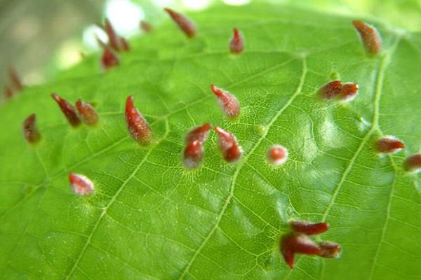 spider mite