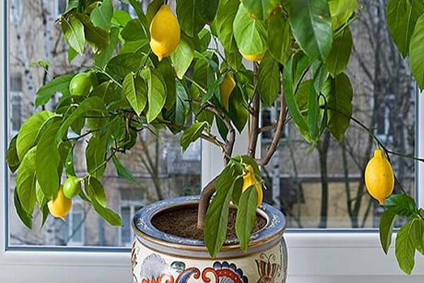 lemons on the windowsill