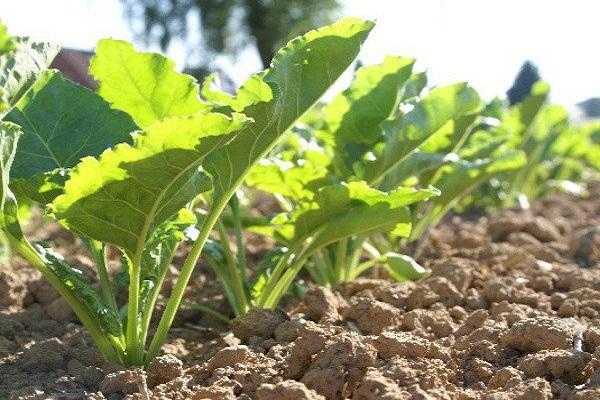 growing cabbage