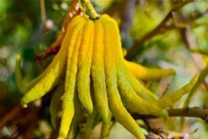 Description du cédrat de la variété Buddha Hand, règles de plantation et d'entretien à domicile