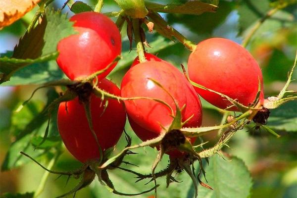 rosehip berries