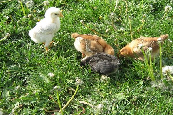 poulets dans la rue