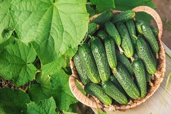 pepinos en una canasta