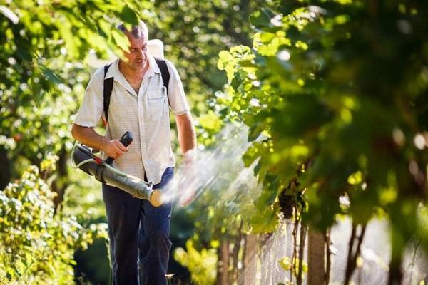 spray the grapes