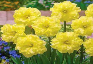 Description and characteristics of the Sunny Side Up narcissus, planting and care rules