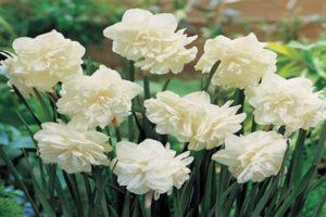 Description and nuances of growing Calgary daffodils