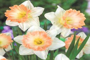 Description and technology of growing a daffodil variety British Gamble