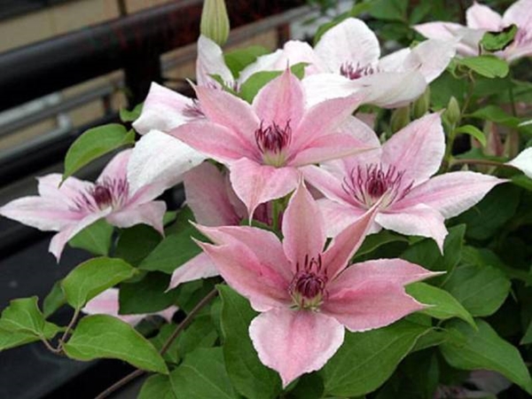 clematis rosa fantasía