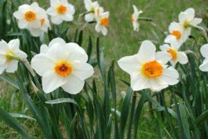 Descripción de las variedades de narcisos Abba, reglas de plantación y cuidado.