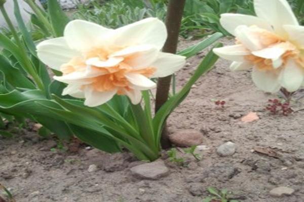 narcissus rosie cloud