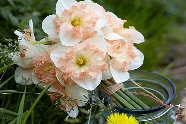 Narcissus Pink Wonder