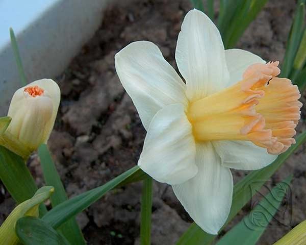 narcis britanska kockica