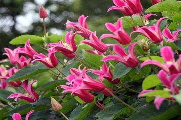 clematis princess diana