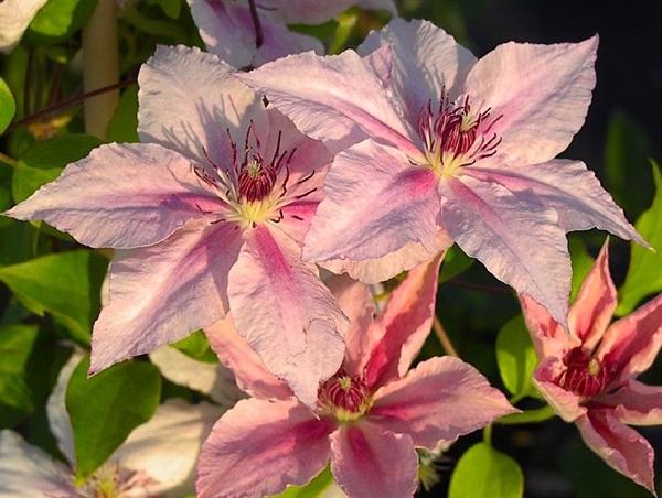 clematis rosa fantasía