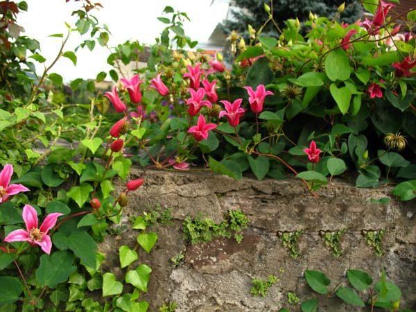 clematis princess diana