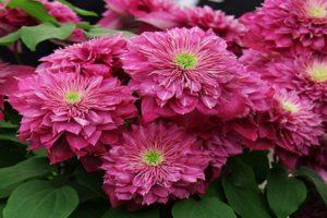 Description and characteristics of clematis varieties Kaiser, planting and care