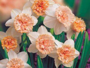 Beschrijving en kenmerken van Rosy Cloud narcissen, teelttechnologie en verzorging