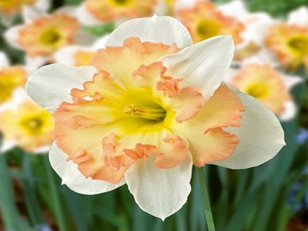 Narcissus Pink Wonder