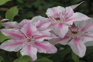 Description and subtleties of growing clematis varieties Pink Fantasy