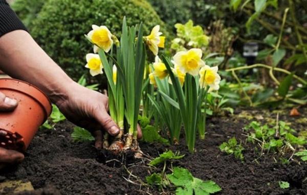 Narcissus Sunny Side-Up Mulching