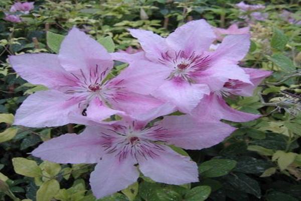 clematis rosa fantasía