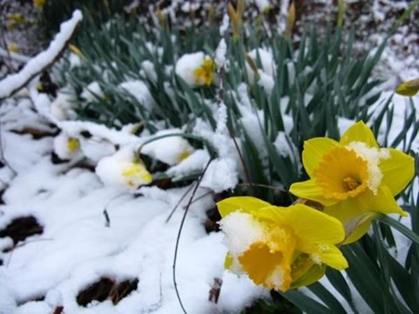 Narcis Pink Pink Wonder zima