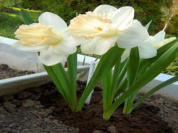 daffodil british gamble