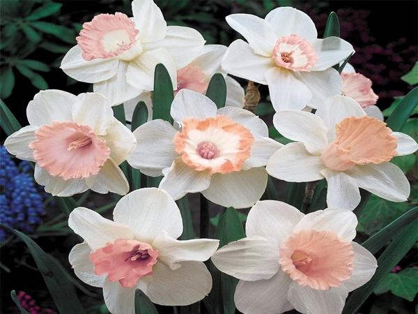 Narcissus Pink Wonder