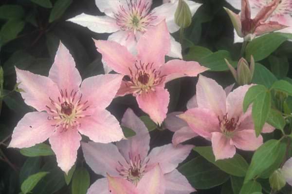 clematis rosa fantasía