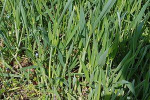 How to get rid of wheatgrass, a description of the best herbicides and weed control measures