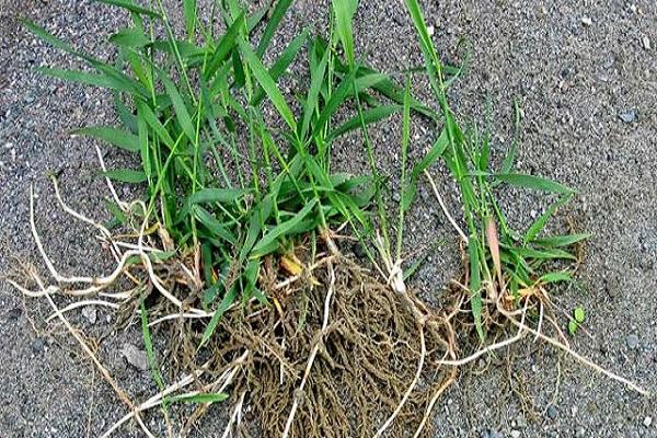 pulling out roots