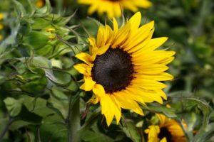 Types of herbicides for sunflower and the best preparations with instructions for use