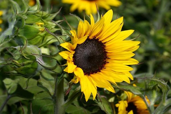 girasol floreciente