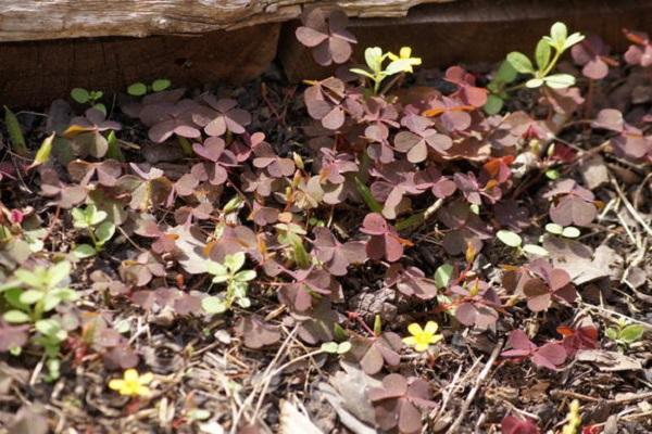 oxalis na mieste