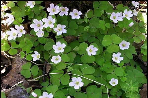 garden weed