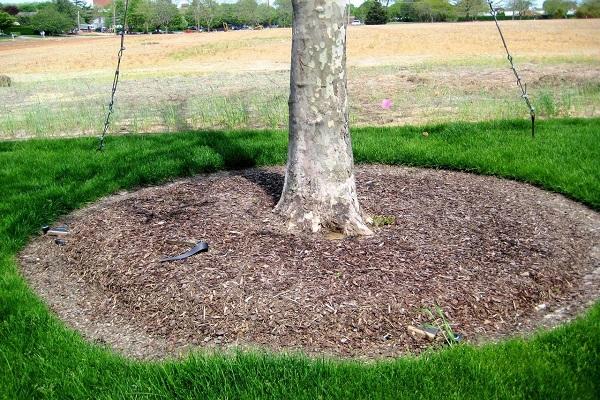 trunk mulch