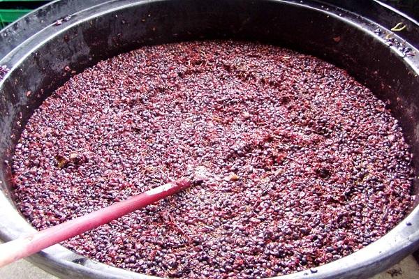 fermentación del vino