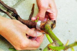 Instrucciones sobre cómo plantar correctamente una rosa en una rosa mosqueta en el otoño