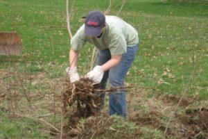 The best methods on how to uproot bushes on the site at home