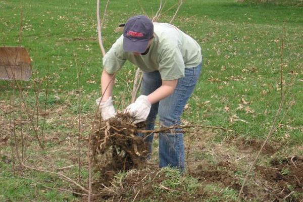 uproot a bush